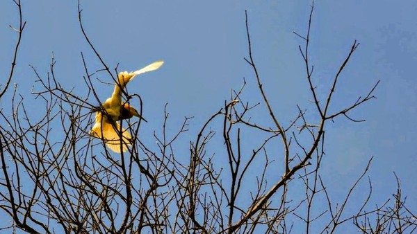Disebut Kampung Blekok dikarenakan banyak sekali species burung air yang terdapat di kawasan ekowisata ini antara lain blekok sawah (Ardeola speciosa), kuntul kecil (Egretta garzetta), kuntul kerbau (Bubulcus ibis), kowak-malam abu (Nycticorax nycticorax), cangak abu (Ardea cinerea), cangak merah (Ardea purpurea), dan kokokan laut (Butorides striatus). (ANTARA FOTO/BUDI CANDRA SETYA). (Chuk Shatu Widarsha) Disebut Kampung Blekok dikarenakan banyak sekali species burung air yang terdapat di kawasan ekowisata ini antara lain blekok sawah (Ardeola speciosa), kuntul kecil (Egretta garzetta), kuntul kerbau (Bubulcus ibis), kowak-malam abu (Nycticorax nycticorax), cangak abu (Ardea cinerea), cangak merah (Ardea purpurea), dan kokokan laut (Butorides striatus). (ANTARA FOTO/BUDI CANDRA SETYA). (Chuk Shatu Widarsha)