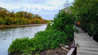 Selain burung air, Kampung Blekok merupakan habitat hutan mangrove yang dikembangkan menjadi kawasan konservasi hutan mangrove sebagai penyedia layanan penting dengan kemampuan ekosistem mangrove dalam menyimpan karbon. (Chuk Shatu Widarsha)