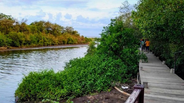 Selain burung air, Kampung Blekok merupakan habitat hutan mangrove yang dikembangkan menjadi kawasan konservasi hutan mangrove sebagai penyedia layanan penting dengan kemampuan ekosistem mangrove dalam menyimpan karbon. (Chuk Shatu Widarsha) Selain burung air, Kampung Blekok merupakan habitat hutan mangrove yang dikembangkan menjadi kawasan konservasi hutan mangrove sebagai penyedia layanan penting dengan kemampuan ekosistem mangrove dalam menyimpan karbon. (Chuk Shatu Widarsha)