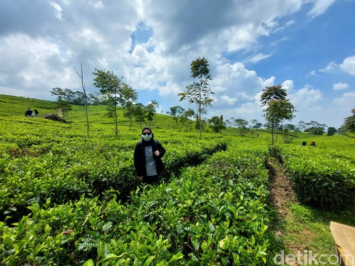 Kebun Teh Wates