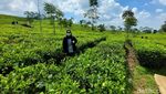 Siang-siang, Lihat Sejuknya 2 Kebun Teh di Jawa Barat Yuk!