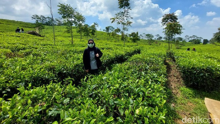 Kebun Teh Wates