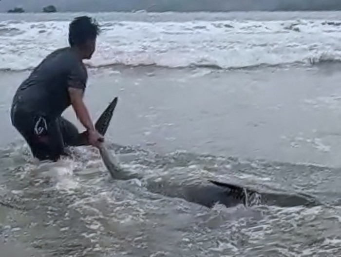 Lumba-lumba Terdampar di Pantai Sidem Tulungagung