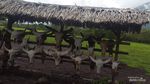 Taman Nasional Baluran si Africa Van Java
