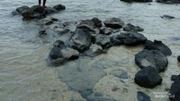 Pantai Bama memiliki pasir putih, dikelilingi hutan mangrove dan terdapat banyak monyet.