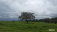 Saat musim penghujan, rumput dan pohon terlihat hijau dan rindang.