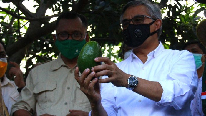 Ketua Dewan Komisioner Otoritas Jasa Keuangan (OJK) Wimboh Santoso (kanan) memetik buah alpukat di sela kegiatan Kunjungan Ekosistem Pembiayaan KUR Klaster Sektor Pertanian di Kebun Pembibitan Alpukat Pameling, Lawang, Malang, Jawa Timur, Sabtu (4/9/2021). Otoritas Jasa Keuangan berupaya meningkatkan akses pembiayaan perbankan kepada petani dengan memperbanyak pembentukan klaster pertanian dan menciptakan ekosistem guna mempermudah para petani dalam pengajuan, pencairan, penjaminan kredit serta memasarkan produk pertanian. ANTARA FOTO/Ari Bowo Sucipto/wsj.
