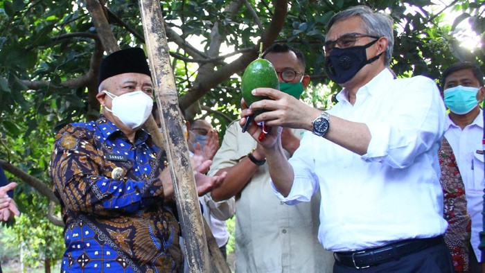 Ketua Dewan Komisioner Otoritas Jasa Keuangan (OJK) Wimboh Santoso (kanan) memetik buah alpukat di sela kegiatan Kunjungan Ekosistem Pembiayaan KUR Klaster Sektor Pertanian di Kebun Pembibitan Alpukat Pameling, Lawang, Malang, Jawa Timur, Sabtu (4/9/2021). Otoritas Jasa Keuangan berupaya meningkatkan akses pembiayaan perbankan kepada petani dengan memperbanyak pembentukan klaster pertanian dan menciptakan ekosistem guna mempermudah para petani dalam pengajuan, pencairan, penjaminan kredit serta memasarkan produk pertanian. ANTARA FOTO/Ari Bowo Sucipto/wsj.