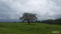 TNB di juluki Africa Van Java karena keindahannya alamnya yang indah mulai dari padang savana, hutan, satwa dan pantai.