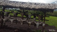 Tengkorak kerbau, banteng dan rusa menandakan telah sampai di Padang Savana Bekol yang ada di TNB.