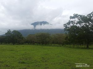 Potret Keindahan Taman Nasional Baluran bak Alam Afrika