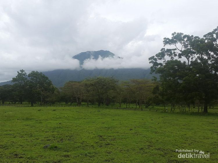 Potret Keindahan Taman Nasional Baluran bak Alam Afrika