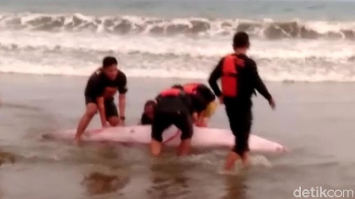 Seekor paus terdampar di Pantai Sine, Tulungagung