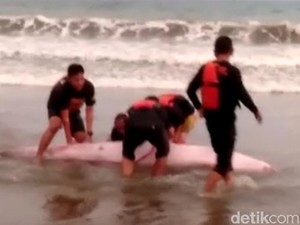 Tim SAR Selamatkan Paus Terdampar di Pantai Sine Tulungagung