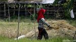 Ada PLTS untuk Irigasi, Petani di Sumsel Bisa Panen Setahun 2 Kali