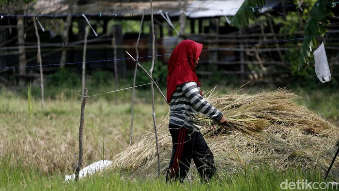 Ada PLTS untuk Irigasi, Petani di Sumsel Bisa Panen Setahun 2 Kali Energi baru dan terbarukan (EBT) terus didorong pembangunannya di Indonesia. Kehadiran PLTS ini pun turut beri kemudahan bagi para petani di Muara Enim, Sumsel.