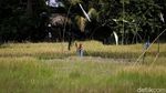 Ada PLTS untuk Irigasi, Petani di Sumsel Bisa Panen Setahun 2 Kali