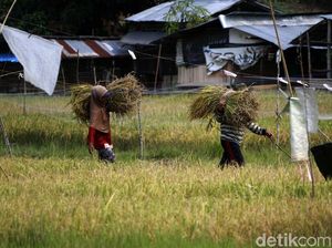 Hari Tani Nasional 2022, Sejarah dan Asal Mula Peringatan