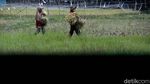 Ada PLTS untuk Irigasi, Petani di Sumsel Bisa Panen Setahun 2 Kali