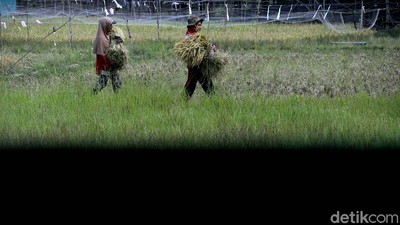 Ada PLTS untuk Irigasi, Petani di Sumsel Bisa Panen Setahun 2 Kali