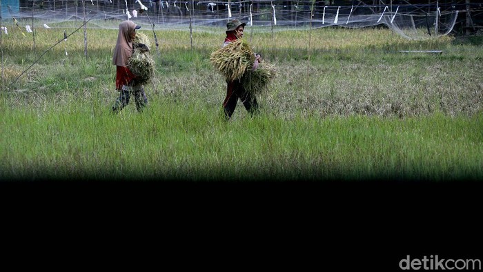 Energi baru dan terbarukan (EBT) terus didorong pembangunannya di Indonesia. Kehadiran PLTS ini pun turut beri kemudahan bagi para petani di Muara Enim, Sumsel.