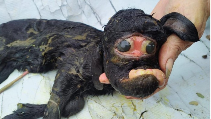 Anak kambing di Cianjur bikin heboh karena cuma satu kelopak mata