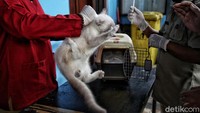 Target pemberian vaksin rabies dari Sudin KPKP Jakarta Utara adalah 4.500 hewan pada tahun ini. Pemberian vaksin rabies ini diwajibkan untuk hewan peliharaan warga.