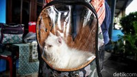 Kegiatan vaksinasi rabies untuk hewan-hewan peliharaan ini bertujuan untuk menuju Jakarta bebas hewan rabies.
