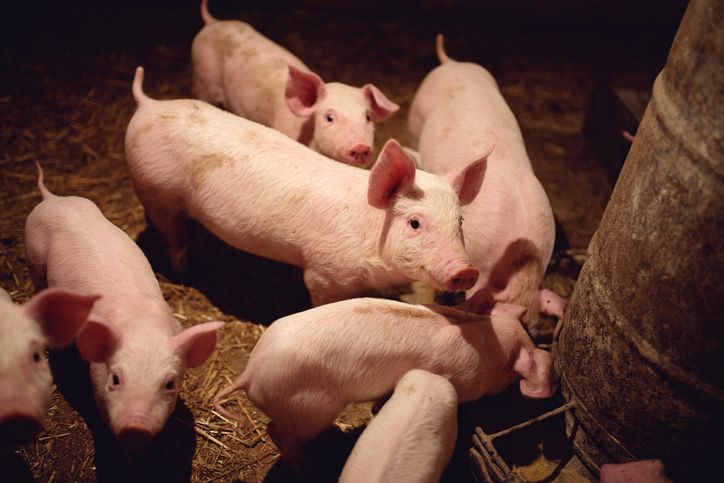 4 Kisah Awal Mula Daging Babi Diharamkan untuk Muslim