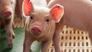 Ilmuwan Cangkok Ginjal Babi ke Manusia, Apa Itu Xenotransplantasi?