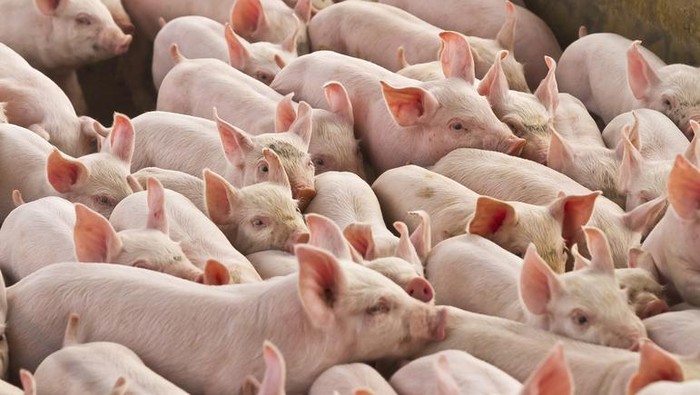 4 Kisah Awal Mula Daging Babi Diharamkan untuk Muslim