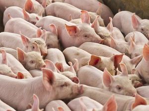 Begini Proses Transplantasi Ginjal Babi ke Manusia
