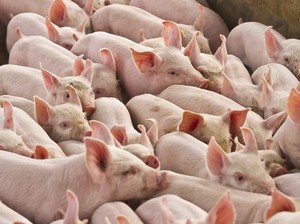 Kronologi Singapura Setop Impor Babi Asal Batam Gegara Flu Babi
