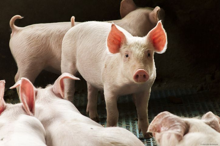 4 Kisah Awal Mula Daging Babi Diharamkan untuk Muslim