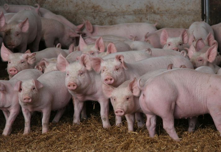 4 Kisah Awal Mula Daging Babi Diharamkan untuk Muslim