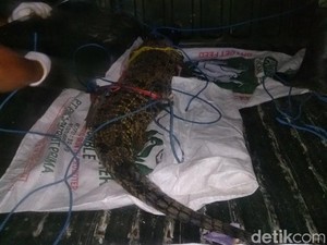 Buaya Piaraan Warga Tuban yang Sempat Lepas Diserahkan ke BKSDA