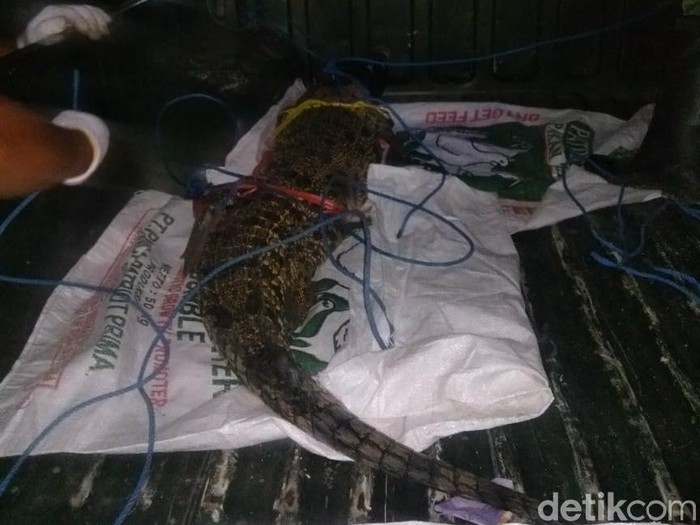 Buaya piaraan Haikal Raditya(15), warga Selogabus, Kecamatan Parengan, Tuban sempat lepas dan ditemukan di selokan depan Puskesmas Ponco. Malam ini, buaya tersebut diserahkan ke Balai Konservasi Sumber Daya Alam (BKSDA) Bojonegoro.