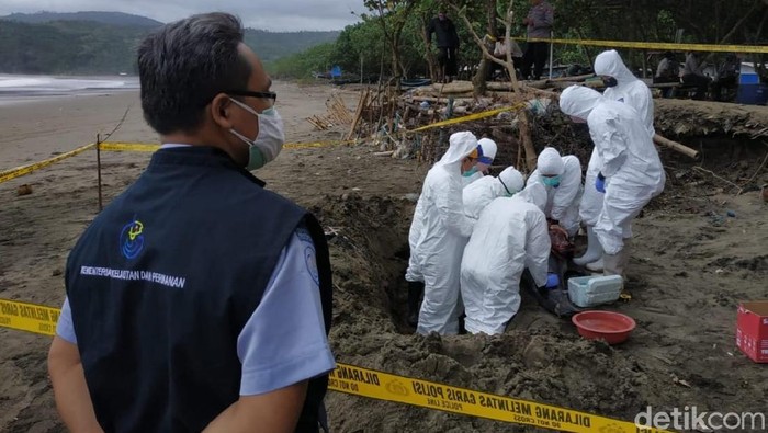FKH Unair Lakukan Penelitian Lumba-lumba yang Mati Terdampar di Tulungagung