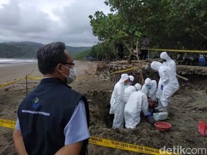 FKH Unair Teliti Bangkai Lumba-lumba Terdampar di Pantai Tulungagung
