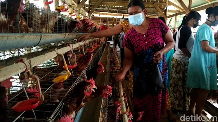 harga telur ayam di Lamongan anjlok