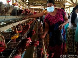 Kecewa Harga Anjlok, Peternak di Lamongan Bagikan Telur ke Warga
