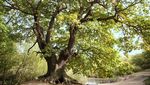 Foto: Hutan Epping, Makam Pembunuhan Berantai yang Angker