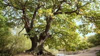 Saat tinggal di sana, Turpin memiliki sebuah pondok dalam hutan. Dari dalam hutan, Turpin akan merampok siapa pun yang lewat dari hutan. (Getty Images/iStockphoto)