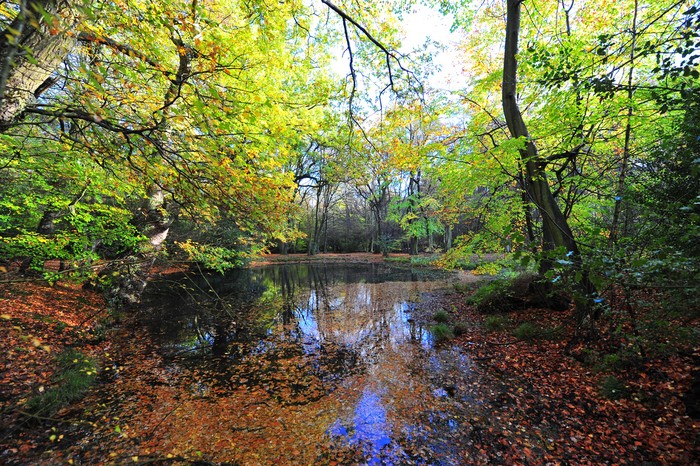 Hutan Epping di London