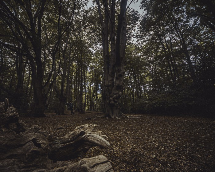 Hutan Epping di London