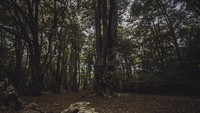 Pada tahun 1966 pembunuh berantai Harry Roberts juga menjadikan Epping forest sebagai tempat persembunyian. (Getty Images/iStockphoto)