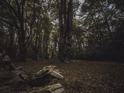 Penuh Makam Korban Pembunuhan, Kamu Berani ke Hutan Angker Ini?