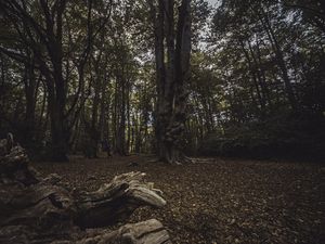 Penuh Makam Korban Pembunuhan, Kamu Berani ke Hutan Angker Ini?