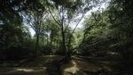 Foto: Hutan Epping, Makam Pembunuhan Berantai yang Angker