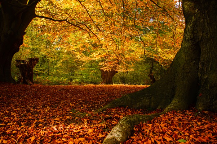 Hutan Epping di London Hutan Epping di London